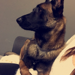 Chaos profile