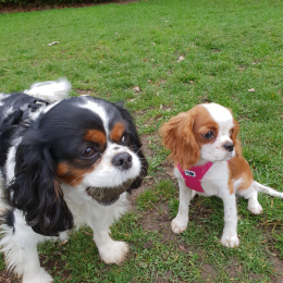 Heliott et olympe profile