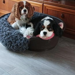 Oggy et maido profile