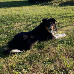 Ralph profile