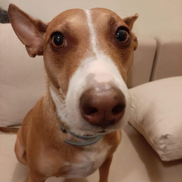 Layla profile
