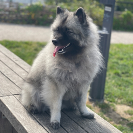 Ronnie profile