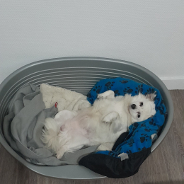 Milou profile