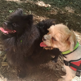 Pimenta et kida  profile