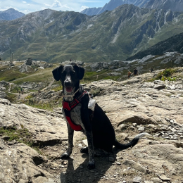 Pia profile