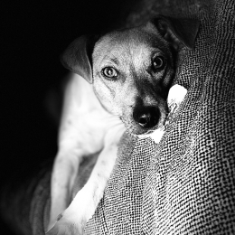 Simone profile