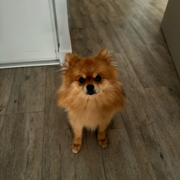 Choupi profile