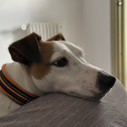 Pixel profile