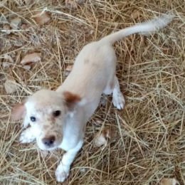 Spirou profile