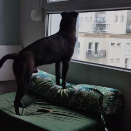 Shadow profile
