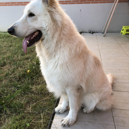 Nessy profile