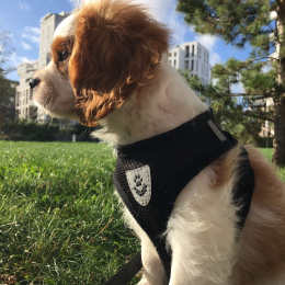 Tarzan profile