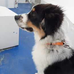 Schueps profile