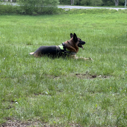 Okko profile