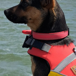 Truffe profile