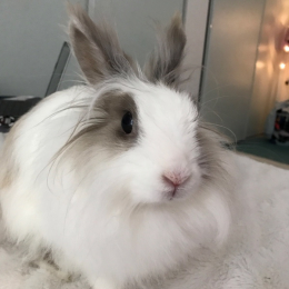 A profile