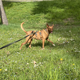 Coco et gamin profile