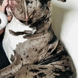 Babou profile