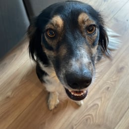 Dixie profile