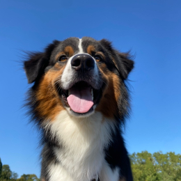 Paco profile