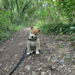 Doggo profile