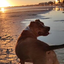 Doggo profile