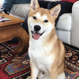 Naoki profile