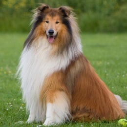 Flynn profile