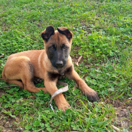 Uria profile