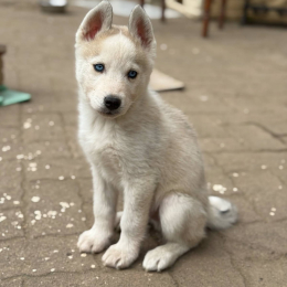 Eko profile