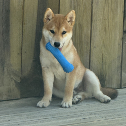 Shiba profile