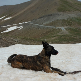Thor profile