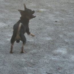 Brownie profile