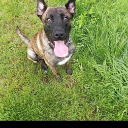 Neiko profile