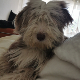 Bambou profile