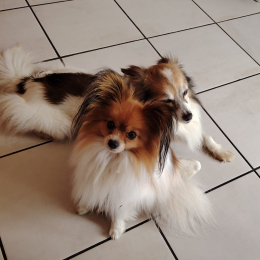 Ugo et elliot profile