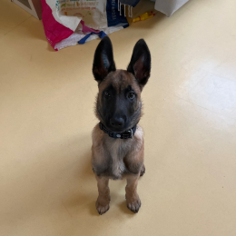Vaïko profile