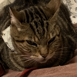 Snooky profile