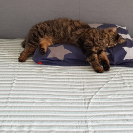 Tigrou et minet profile