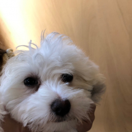 Doggo profile