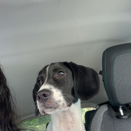 Baya profile