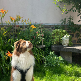 Buzz profile