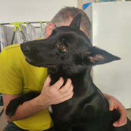 Tyson profile