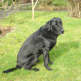 Galane profile