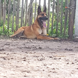 Khimil profile
