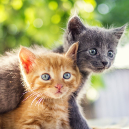 Romeo et vaudou profile