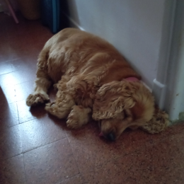 Pépite profile