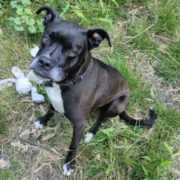 Marley et magnum profile