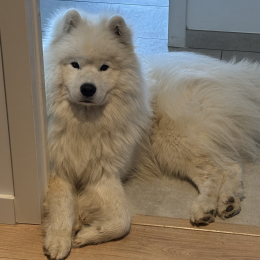Olaf profile