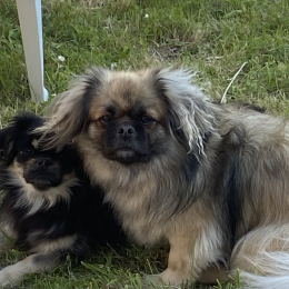 Sengge et tawa profile